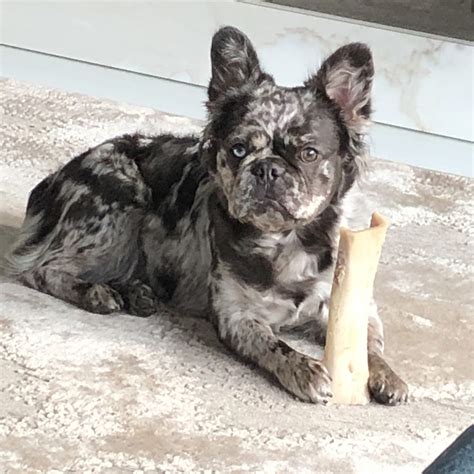 This is located in the E Locus and is a recessive coloring. . Fluffy french bulldog price